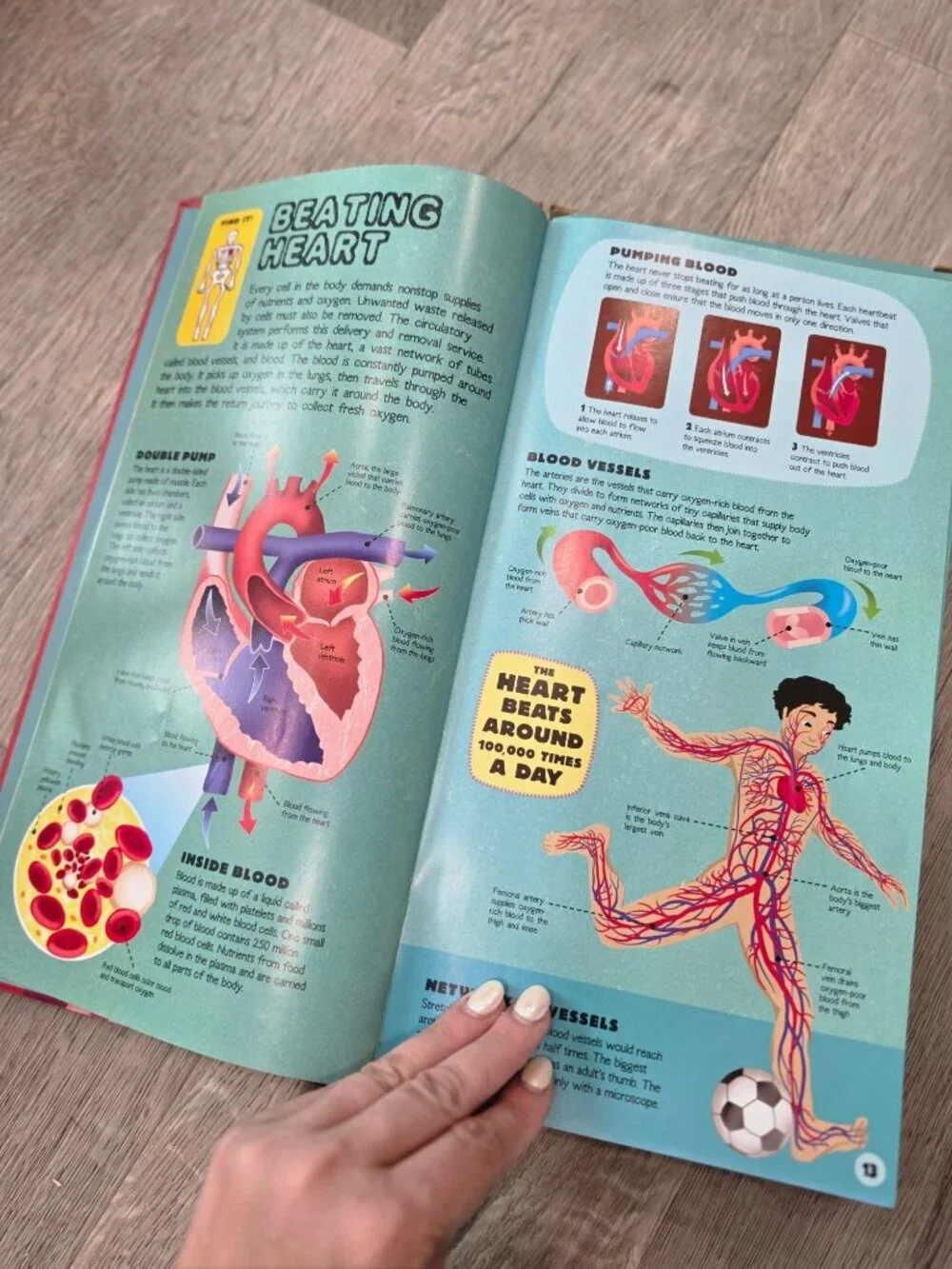 Build The Human Body Interactive Model Book With 66 Pieces & 32-Page Guide
